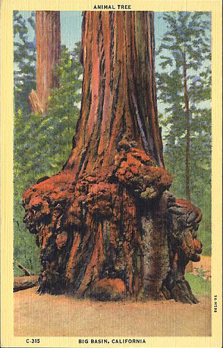 Animal Tree, Big Basin