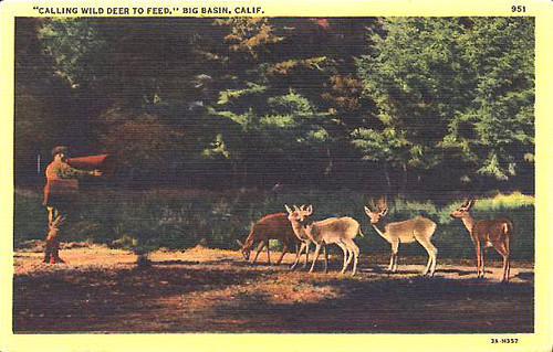 "Calling Wild Deer to Feed," Big Basin