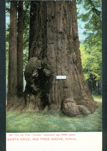 The Big Tree "Jumbo" supposed age 5000 years