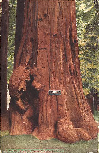 Big Tree "Jumbo"