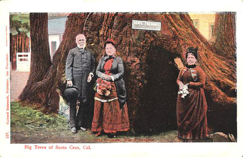 Big Trees of Santa Cruz