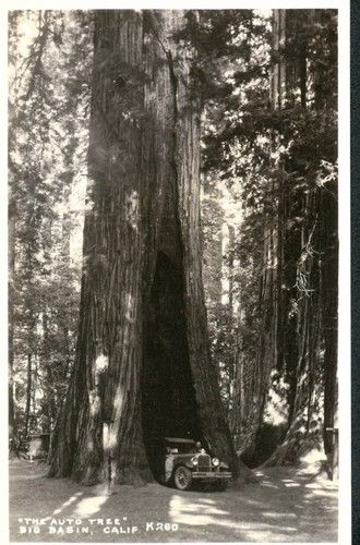 "The Auto Tree" Big Basin