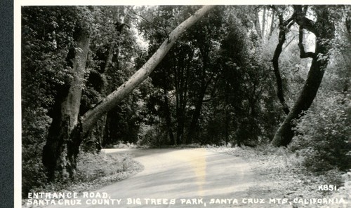 Entrance Road, Big Trees Park