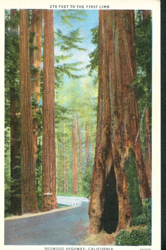 278 Feet to the First Limb, Redwood Highway