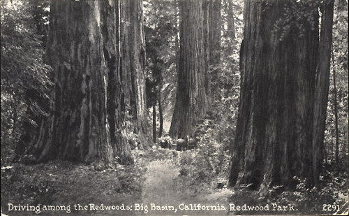 Driving among the Redwoods; Big Basin