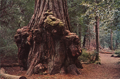 "Animal Tree," Big Basin Redwoods State Park