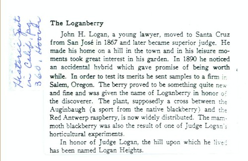 The Loganberry