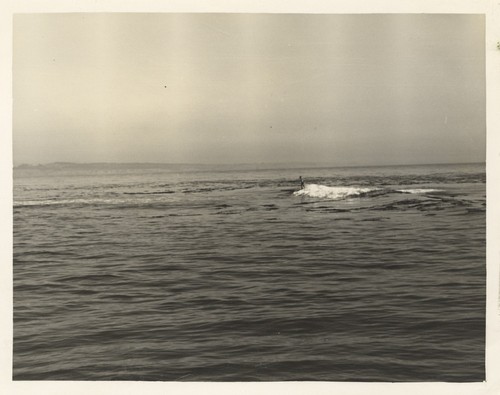 Unidentified surfers at Pleasure Point