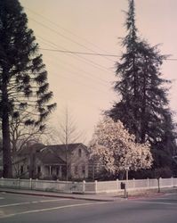 Cedars growing in the Santa Rosa Gardens