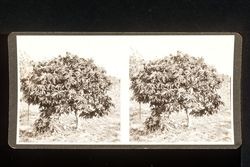 Stereoscope card (Stereographic)--Chestnut tree