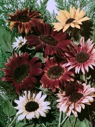 Red Sunflowers, Luther Burbank Home & Gardens, Santa Rosa, California