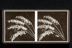 Stereoscope card (Stereographic)--4 stalks of grain