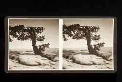 Stereoscope card (Stereographic)--Bent Pine Tree above Yosemite Valley, Yosemite National Park