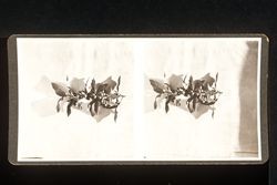Stereoscope card (Stereographic)--Holly Branch
