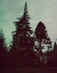 Cedars growing in the Santa Rosa Gardens