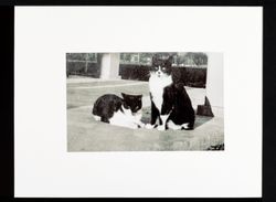 Luther Burbank and Cats (Photo Print--Edna Burbank Hayes Wonder Book), 1906