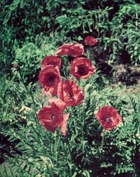 Red Poppy plant in Burbank's Gardens