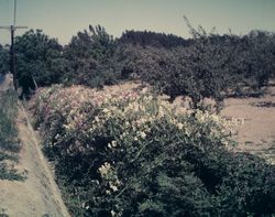 Sweet peas below roadside at edge of road in Sebastopol