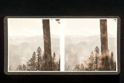 Stereoscope card (Stereographic)--Ponderosa pine and view into Yosemite Valley, Yosemite National Park