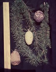 Atlas cedar branches and cones