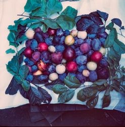 Mixed Plums from Luther Burbank gardens