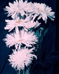 Shasta Daisies