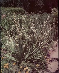 White Watsonia blooming in Burbank's Santa Rosa garden