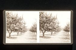 Stereoscope card (Stereographic)--Fruit Trees