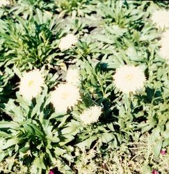 Shasta Daisies