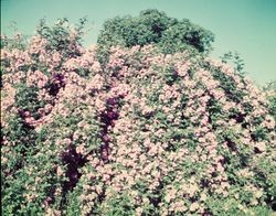 Apple Blossom Rose Bush in Sebastopol