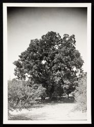 Burbank Royal Walnut tree in Sebastopol