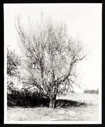 Burbank Royal Walnut tree in Sebastopol