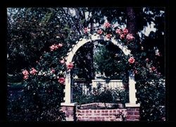 Rose Garden Arbor, Luther Burbank Home & Gardens, Santa Rosa, California, 1987
