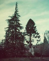 Cedars growing in the Santa Rosa Gardens