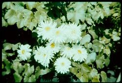 Shasta Daisies