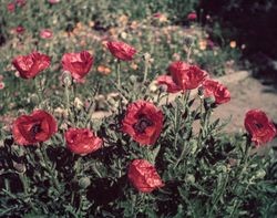 Red Poppy plant in Burbank's Gardens