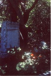 Taylor family grave site tree in the Santa Rosa Rural Cemetery, Santa Rosa, California, 1964