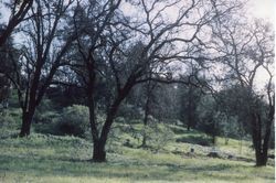 Looking northeast from Franklin Avenue in the Santa Rosa Rural Cemetery, Santa Rosa, California, 1964