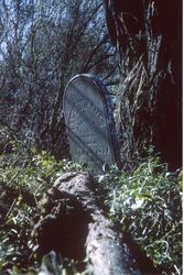 Samuel H. Bates grave in the Santa Rosa Rural Cemetery, Santa Rosa, California, 1964