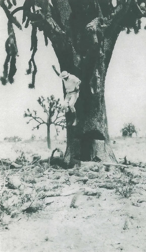 Man and Joshua Tree, Antelope Valley, California, 1928