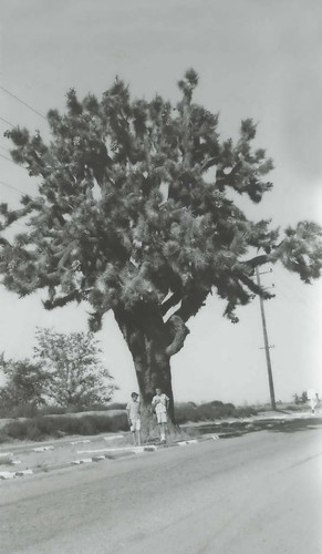 Joshua Tree on Avenue K, Lancaster, California, 1962