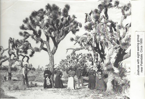 Tourists Among Joshua Trees, near Palmdale, California, circa 1900