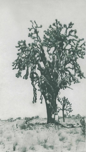 Largest Joshua Tree, Antelope Valley, California, 1928