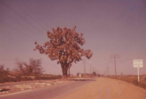 Joshua Tree on Avenue K, Lancaster, California, 1962