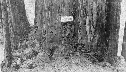 "President Harrison" tree at Henry Cowell Redwoods State Park