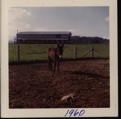 Dettling Dairy Feed Barn