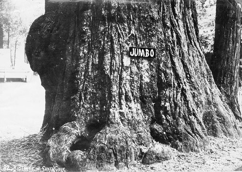 "Jumbo" tree at Big Trees Park