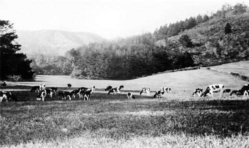 Cows grazing on the pasture of Green Oaks Ranch