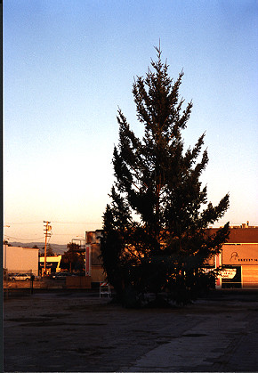 Pretty Mama's and Christmas Tree