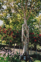 Emblem Tree at Bonfante Gardens